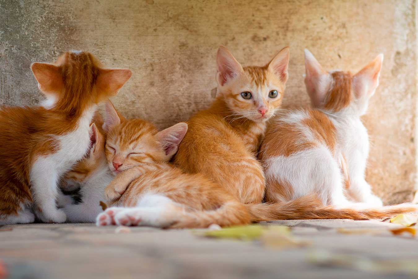 Gatinhos